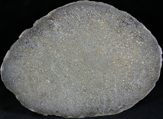 Polished Agatized Dinosaur Bone Slab - #25192